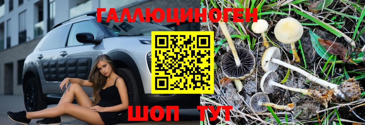 Галлюциногенные грибы Psilocybe Орёл